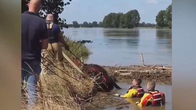 Video ze záchrany hasiče i krávy: Tak pomohli těm, které spláchla povodeň